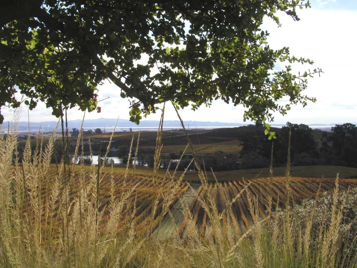 hillsides and S.F. Bay from Artesa